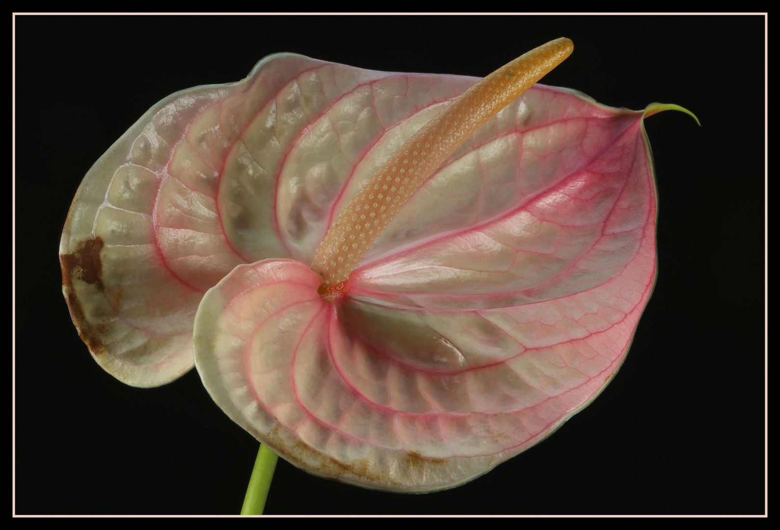 Anthurium .........