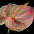 Anthurium .........