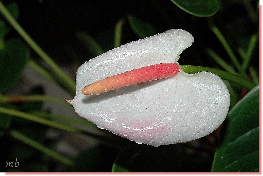 anthurium