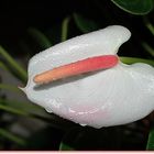 anthurium