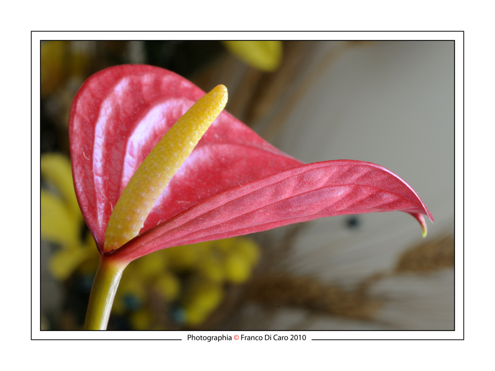 "Anthurium"