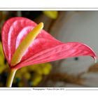 "Anthurium"