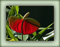 Anthurium