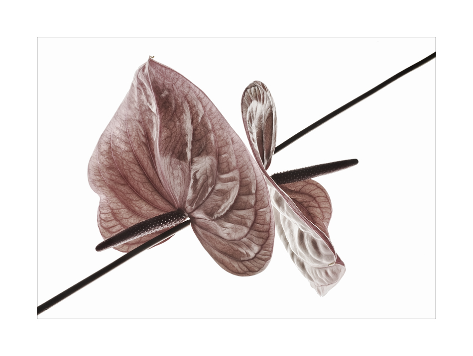 anthurium