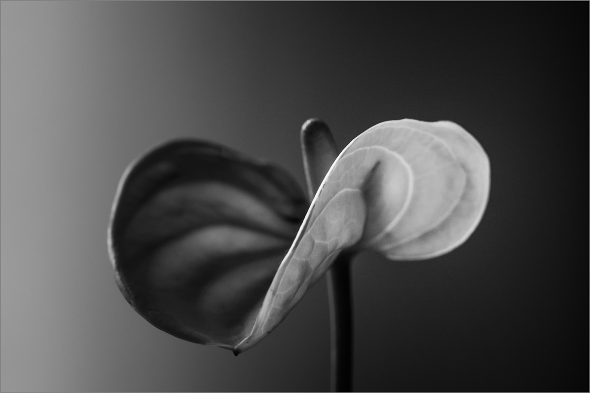 Anthurium 2