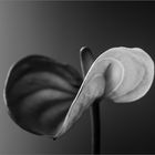 Anthurium 2