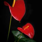 Anthurium 2