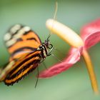 Anthurium