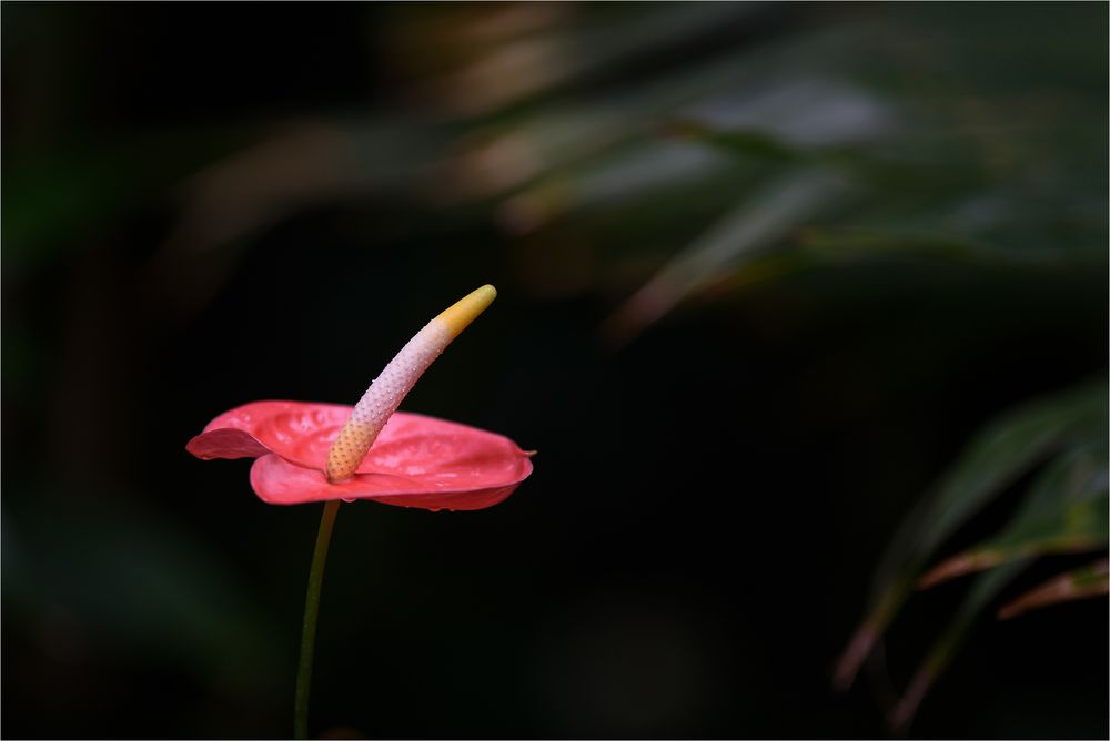 ANTHURIUM