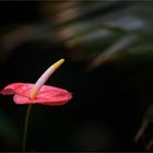 ANTHURIUM