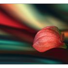 Anthurium