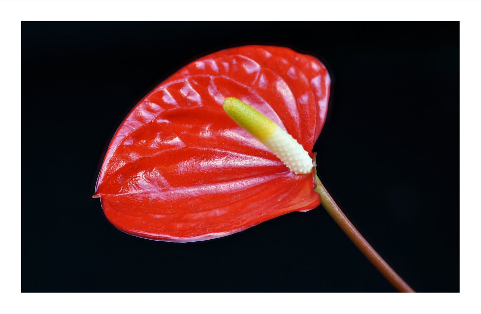 Anthurium