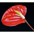 Anthurium