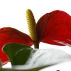 Anthurium