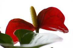 Anthurium