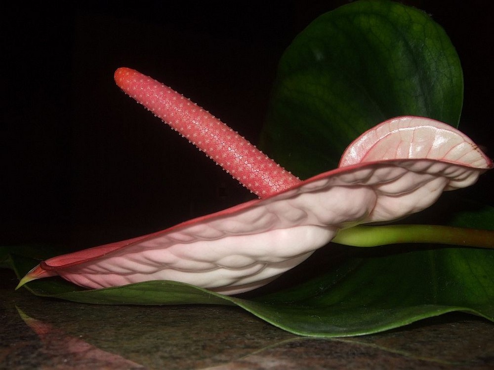 Anthurium 3