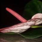 Anthurium 3