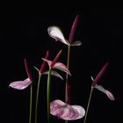 Anthurium 3