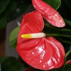 Anthurium