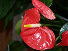 Anthurium