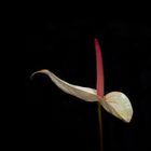 Anthurium