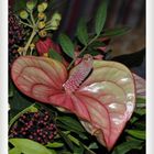 Anthurium