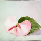 Anthurium 4