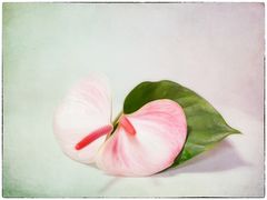 Anthurium 4