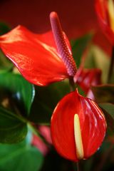 Anthurium