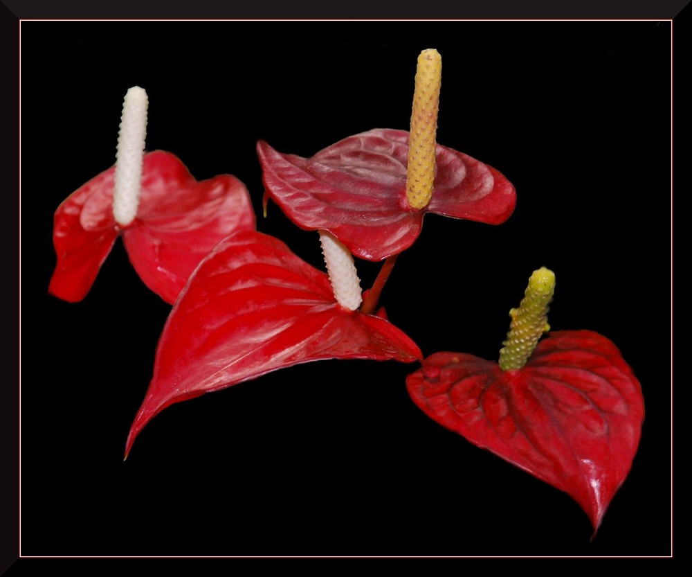 Anthurium