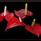 Anthurium