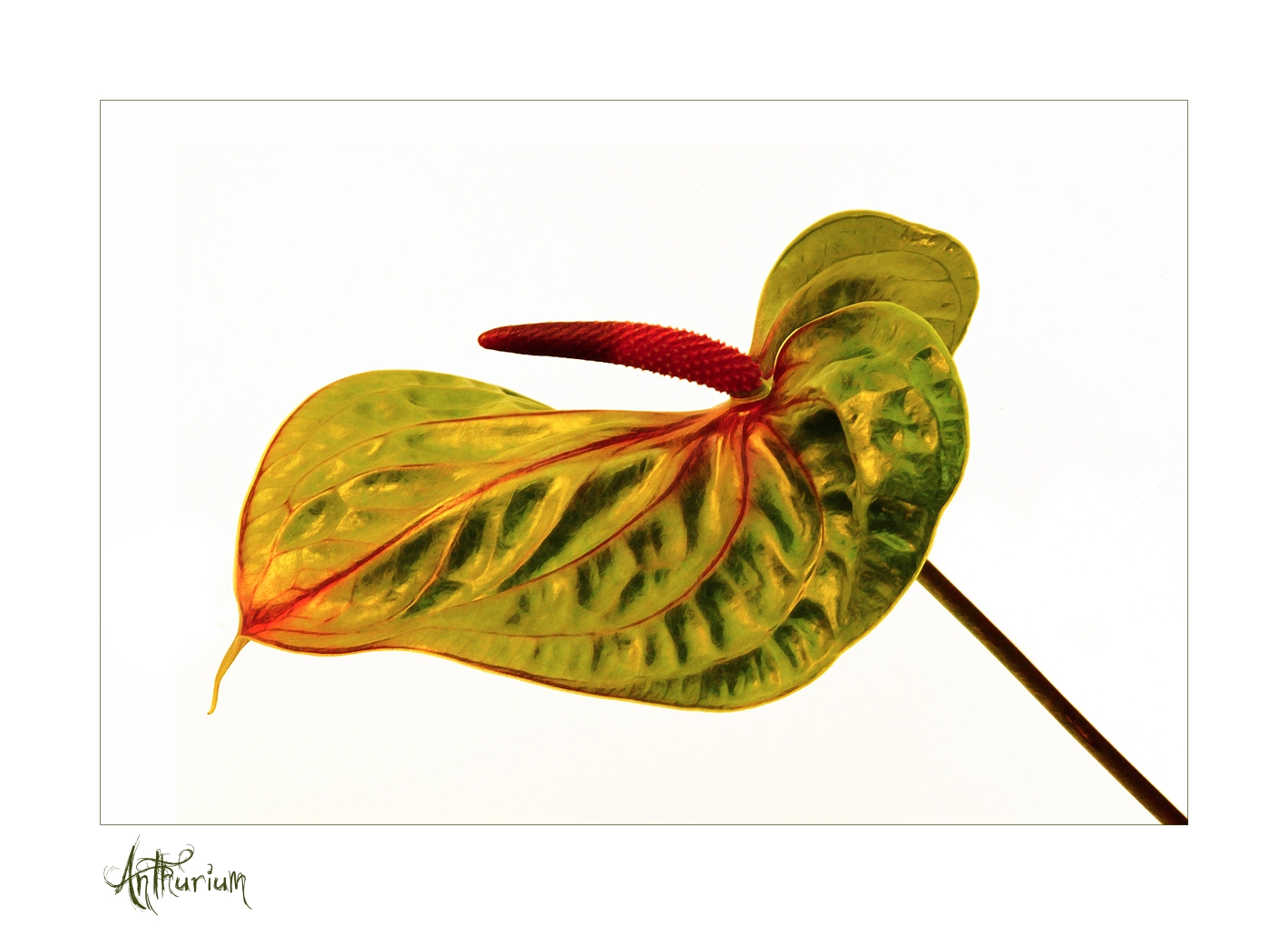 Anthurium