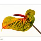 Anthurium