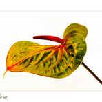 Anthurium