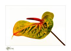Anthurium