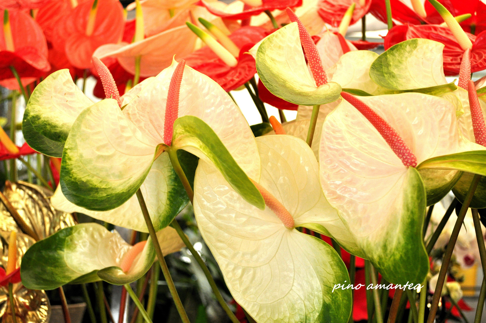 Anthurium