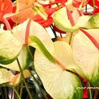 Anthurium