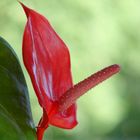 Anthurium