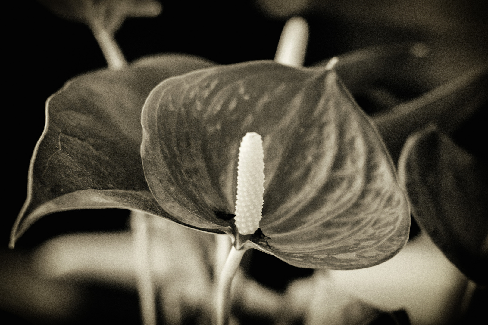 Anthurium