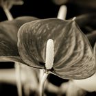 Anthurium