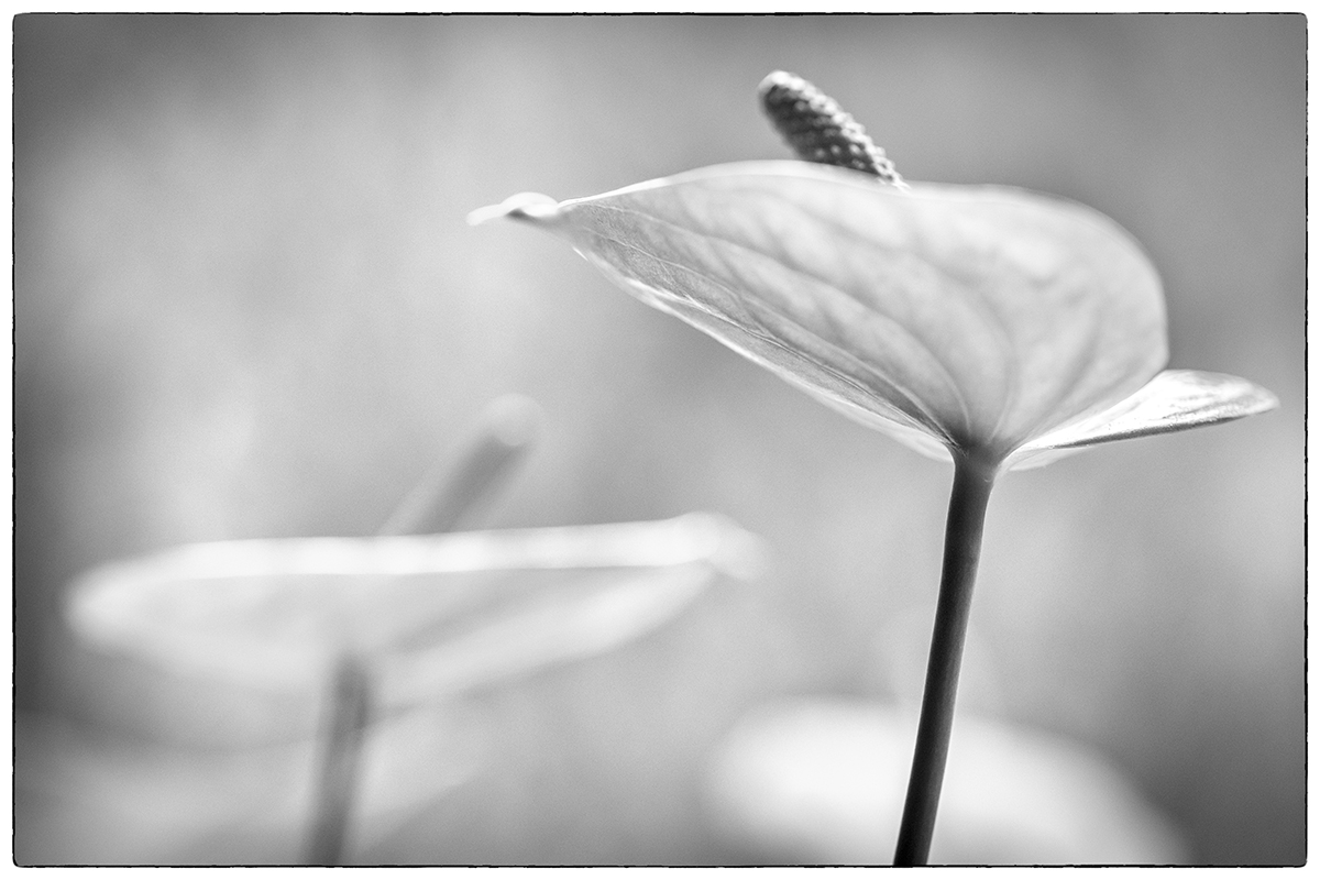 Anthurium