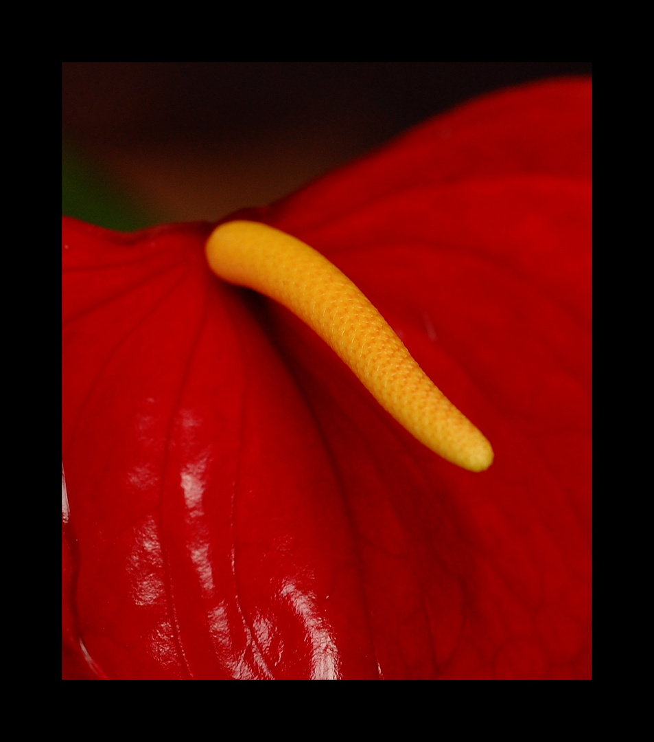 anthurium