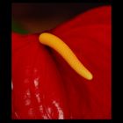 anthurium