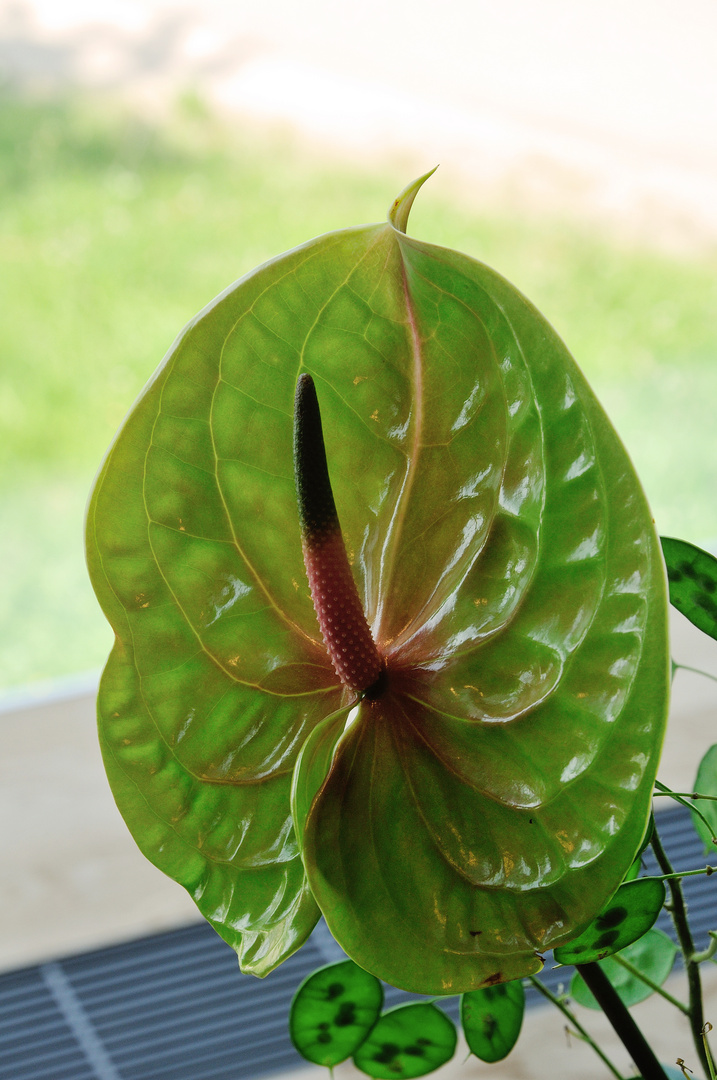 Anthurium