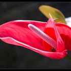 Anthurium