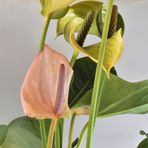 Anthurium