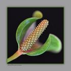 Anthurium