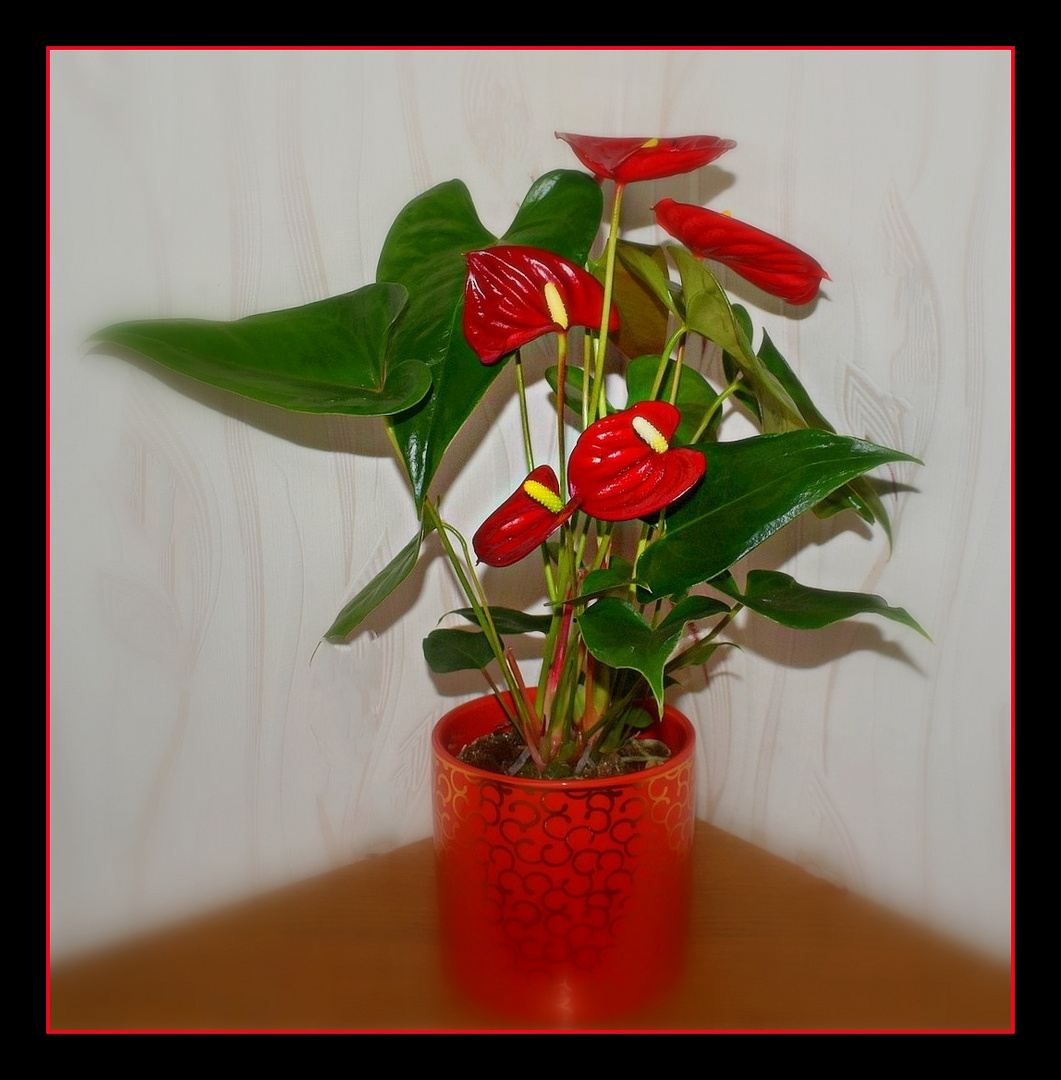 anthurium