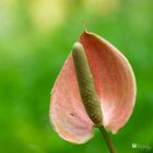 Anthurium