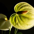 Anthurium amarillo